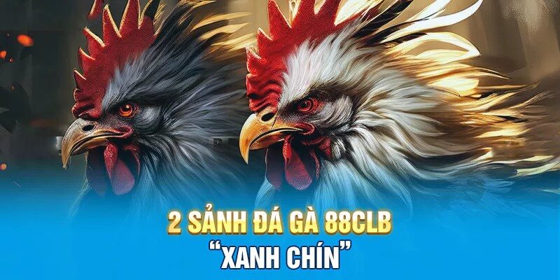 2 sảnh đá gà 88CLB chuyên nghiệp được yêu thích